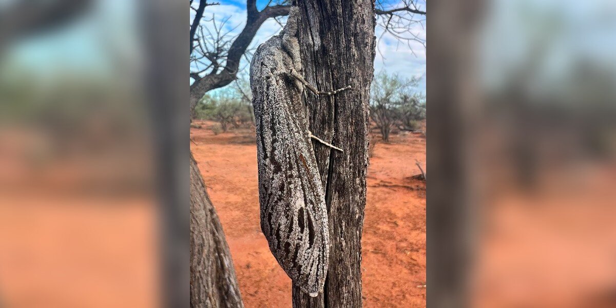 Scientist In The Australian Bush Stumbles Upon Biggest Moth He's Ever Seen