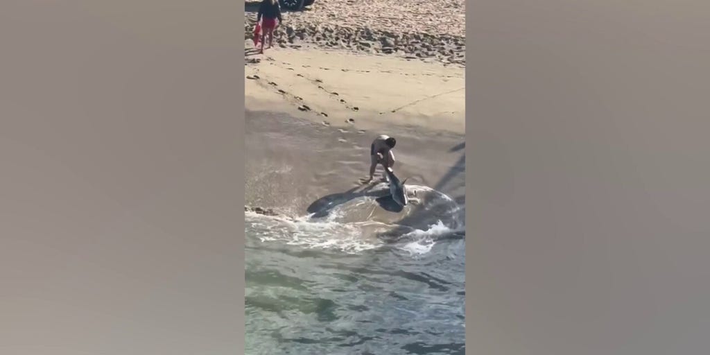 Dramatic video captures young fisherman battling waves to free great white shark - Fox News