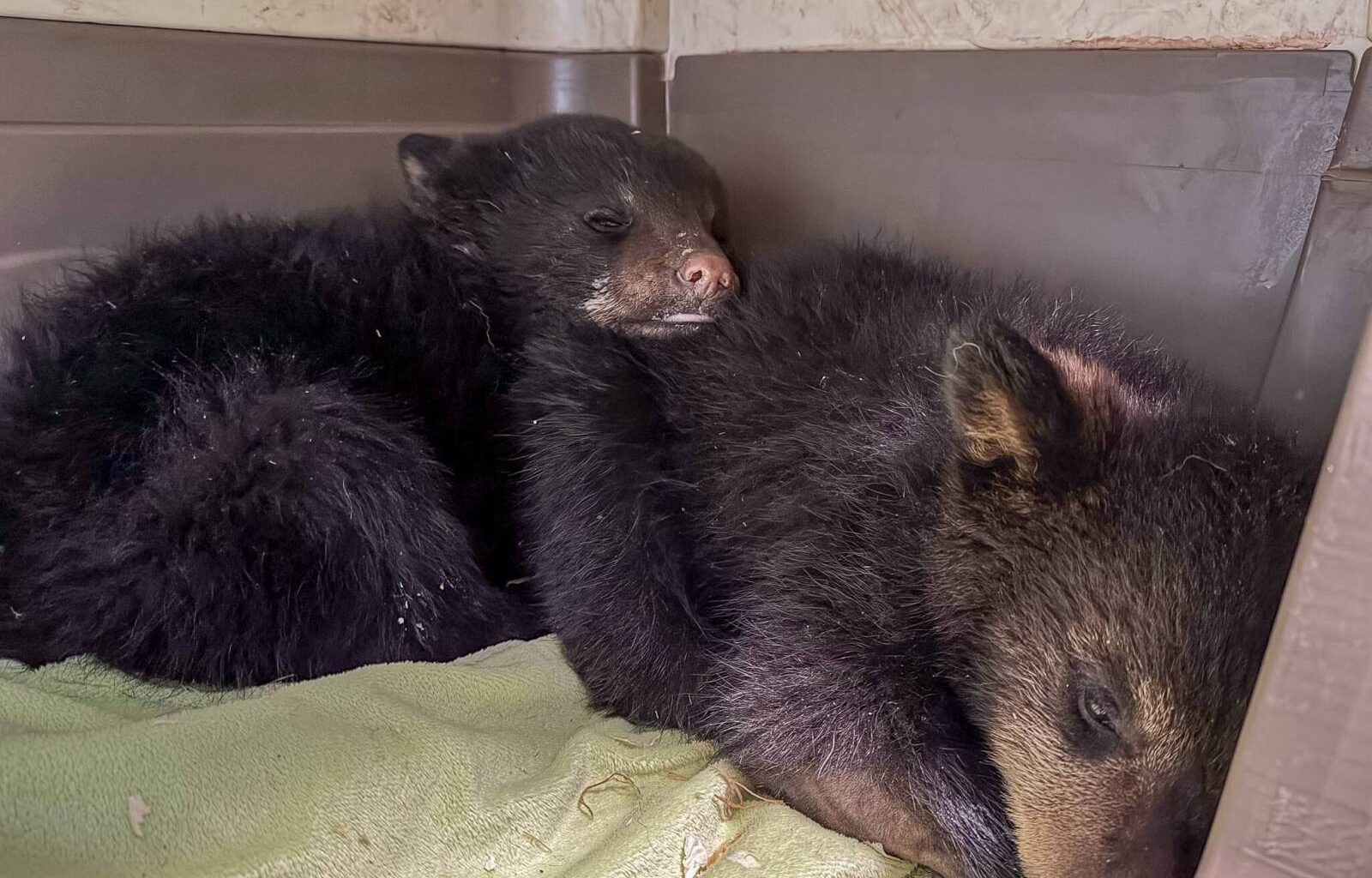 Baby black bears orphaned after mother killed – Winnipeg Free Press