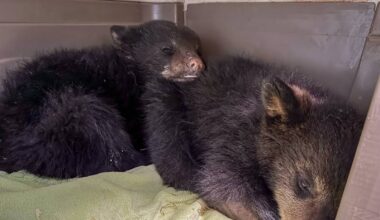 Baby black bears orphaned after mother killed – Winnipeg Free Press