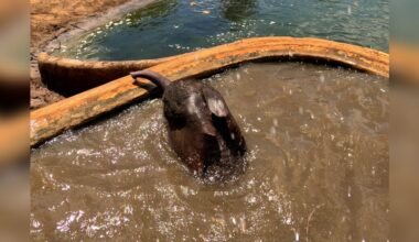Rescuers Risk Everything To Save 200-Pound Baby Elephant Trapped In Deadly Waterhole