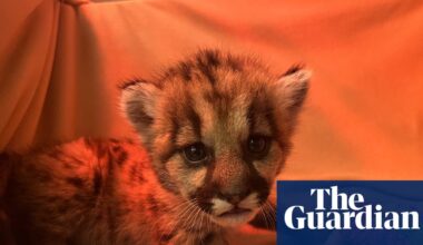 Three-week-old mountain lion cub rescued by California biologists | California