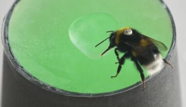 Bumblebees are able to learn and recognise rhythmic patterns, a study has found. Photo: PR IMAGE PHOTO