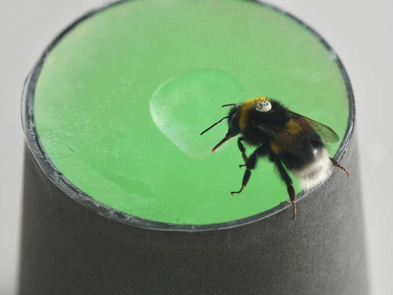 Bumblebees are able to learn and recognise rhythmic patterns, a study has found. Photo: PR IMAGE PHOTO