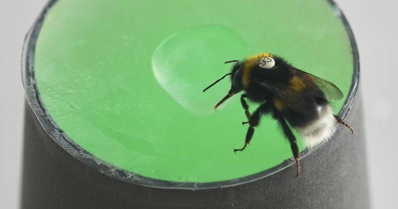 Bumblebees are able to learn and recognise rhythmic patterns, a study has found. Photo: PR IMAGE PHOTO