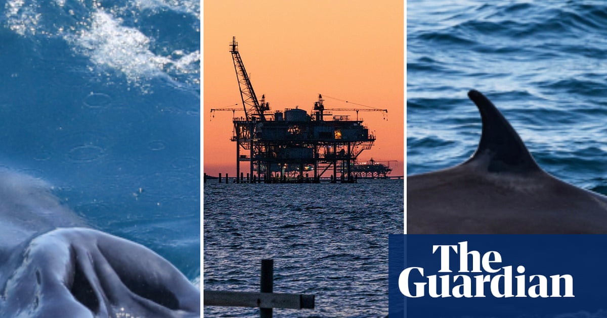 Rice’s whales predate modern humans. Now Trump could make them extinct | Whales