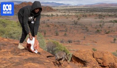 Feral animals, biosecurity and careers on agenda for SA Aboriginal Land and Sea Rangers