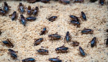 Expert reveals reason behind collapse of world's largest cricket farm