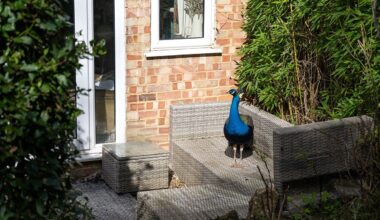 Stray peacock named Pete wanders into neighborhood homes and gardens
