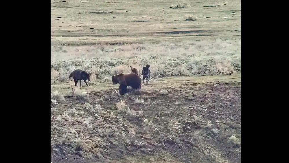 Yellowstone grizzly bear ambushed by wolves in battle over carcass