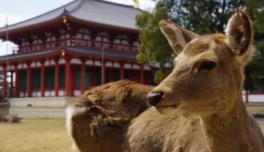 Deer that appeared in downtown Osaka gets a new home, a new name, and a lot of snacks[Video]
