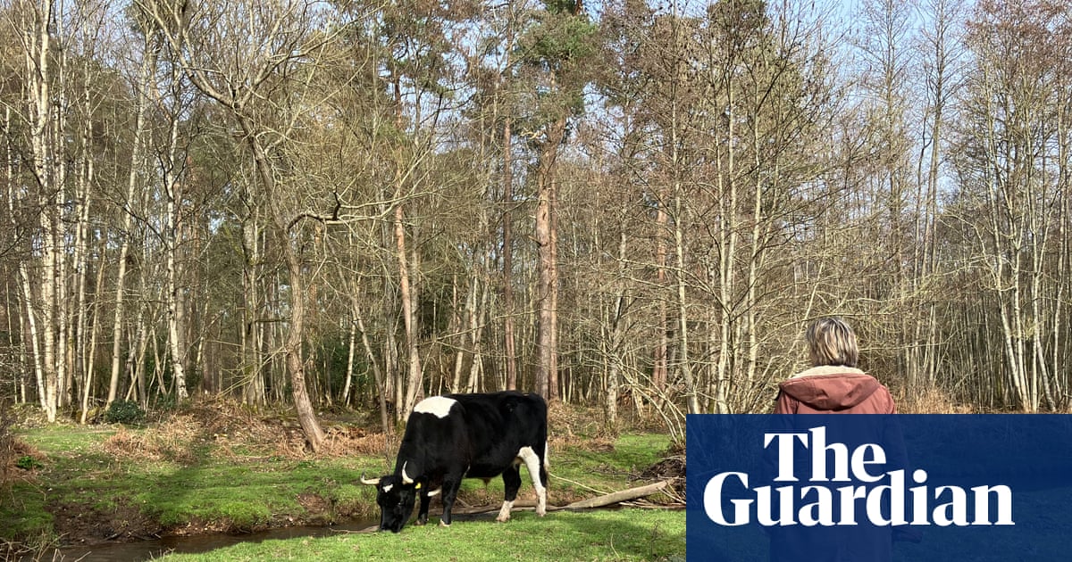 Country diary: Watching the cows, chewing on memories of protest and parenting | Environment