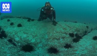 Federal government criticised for response into spread of sea urchins