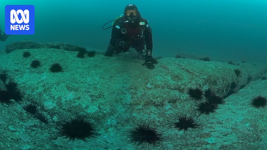 Federal government criticised for response into spread of sea urchins