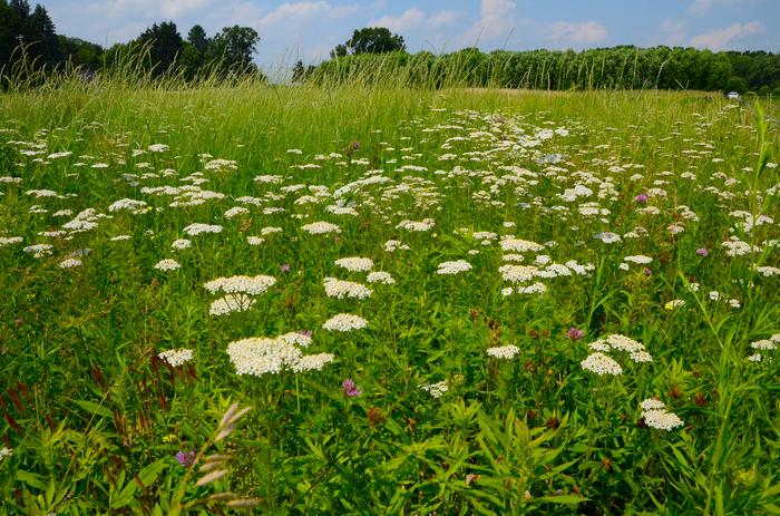 Kellogg Biological Station Long Term Ecological Research Site, Michigan State University