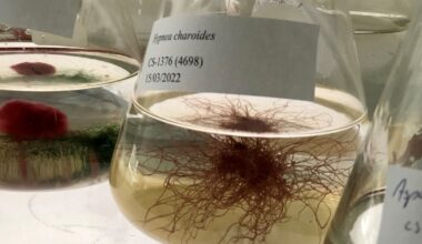 How science is rewriting the rules of marine taxonomy, one seaweed at a time