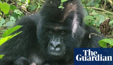 A rare sign of hope as mountain gorillas welcome two sets of twins in Africa | Environment