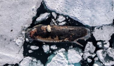 Yahoo entertainment home