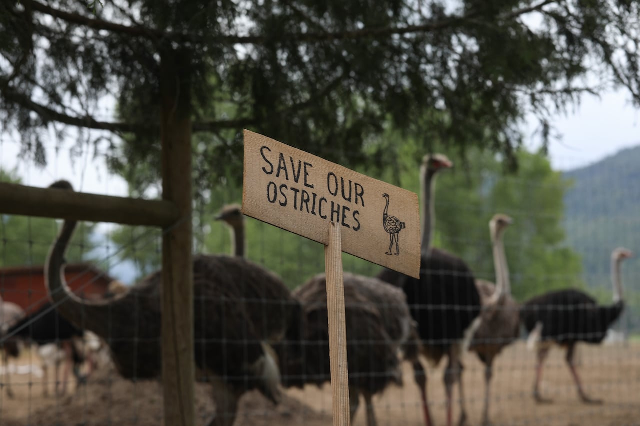 A sign calling for the protection of ostriches at the Universal Ostrich Farms