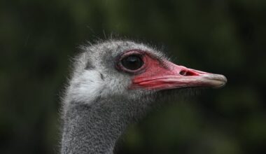 The ostrich con: Arguments to save birds from cull in B.C. were based on falsehoods, evidence shows