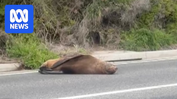 Seal sleeping on road causes Mornington Peninsula traffic delays