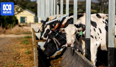 Milk prices may need to increase as dairy farmers hit hard by fuel and fertiliser costs