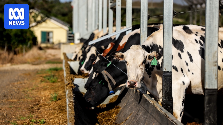 Milk prices may need to increase as dairy farmers hit hard by fuel and fertiliser costs