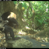 Researchers puzzle over rash of baby monkey kidnappings