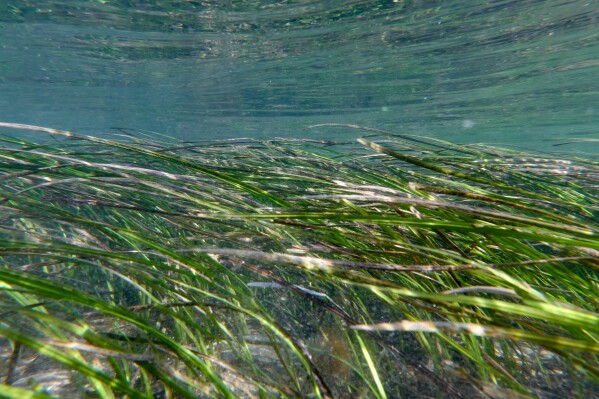 Eelgrass sways in the current in San Diego's Mission Bay, Tuesday, Dec. 2, 2025. (AP Photo/Annika Hammerschlag)