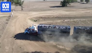 Farmers selling cattle in record numbers as feed becomes scarce and El Niño forecast