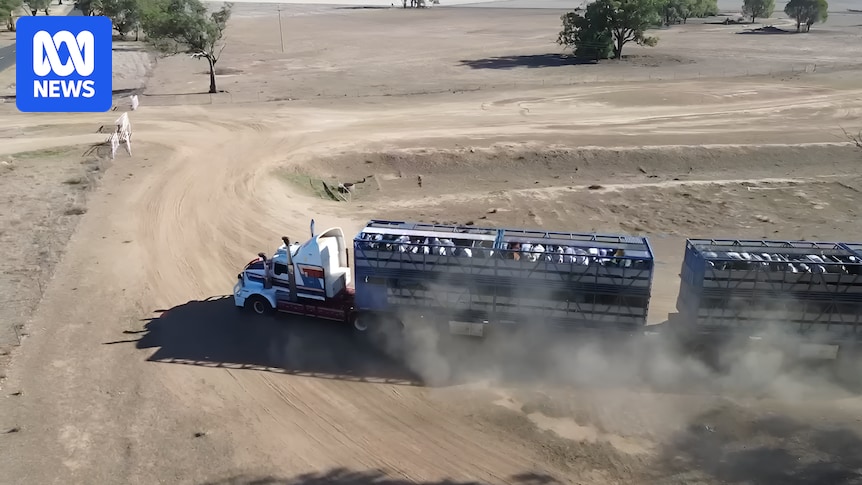 Farmers selling cattle in record numbers as feed becomes scarce and El Niño forecast