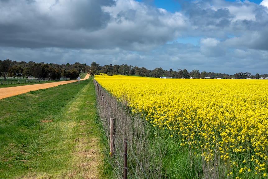 A canola field fenced next to a dirt road. 