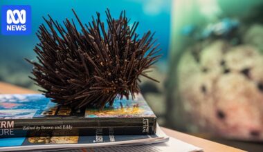 Invasive long-spined sea urchin found on Tasmania's west coast sparks fears for marine habitat