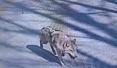 Elusive wolf that captivated a nation caught after nine days on the run