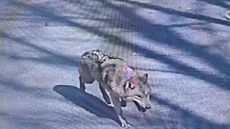 Elusive wolf that captivated a nation caught after nine days on the run