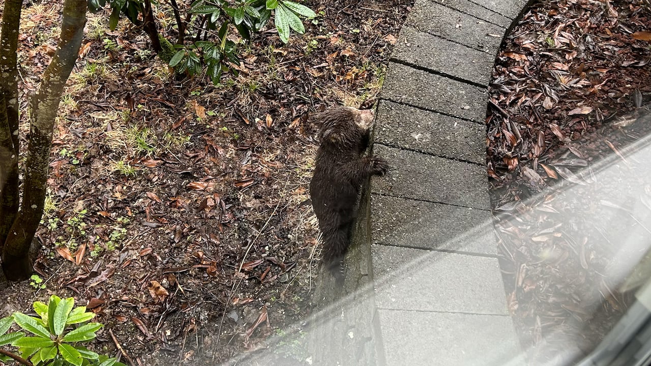 bear climbing a wall