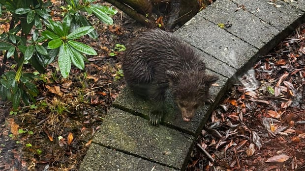 Neighbours band together to help rescue tiny bear cub in backyard