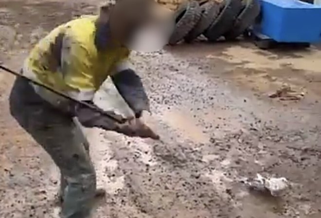 Sentences halved by Court of Appeal for WA miners seen beating pigeon to death