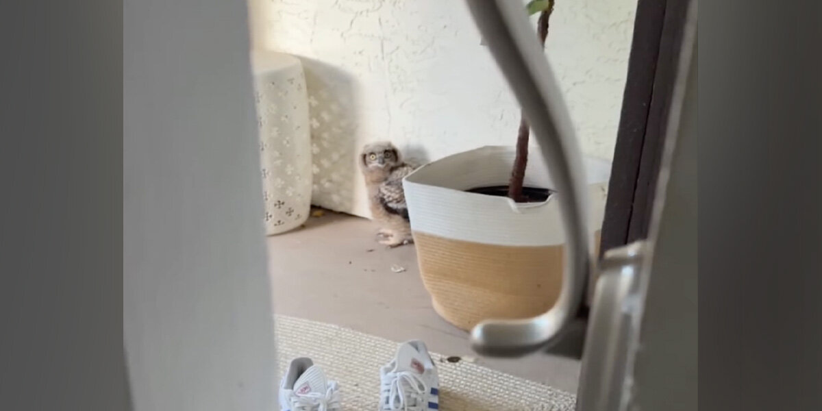 Woman Hears 'Coyote' Outside — But Finds A Wide-Eyed Wild Baby Instead