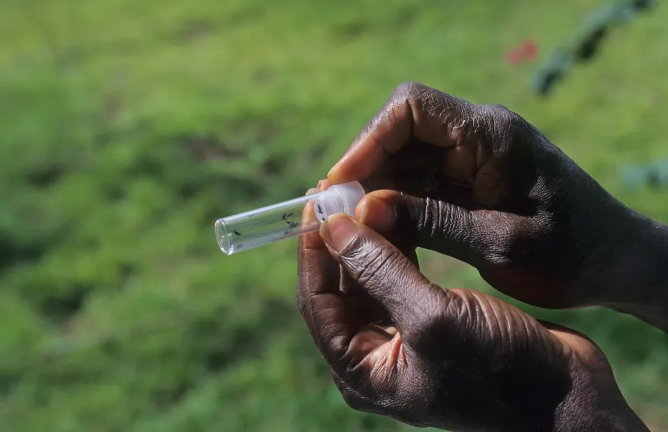 Hands holding a plastic tube containing black insects