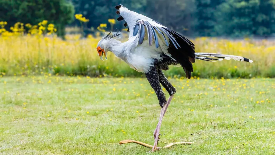 Secretary bird (Sagittarius serpentarius)