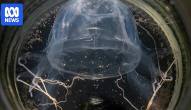 Deadly box jellyfish swarm recorded off Pilbara coast
