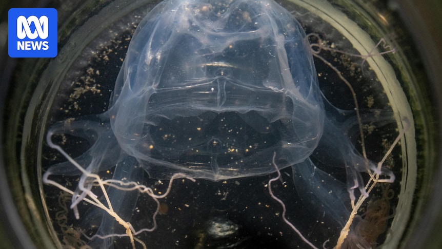 Deadly box jellyfish swarm recorded off Pilbara coast