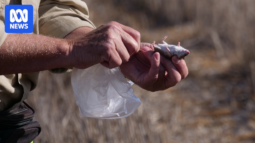 Farmers fear potential mouse plague as CSIRO warns of high numbers for SA