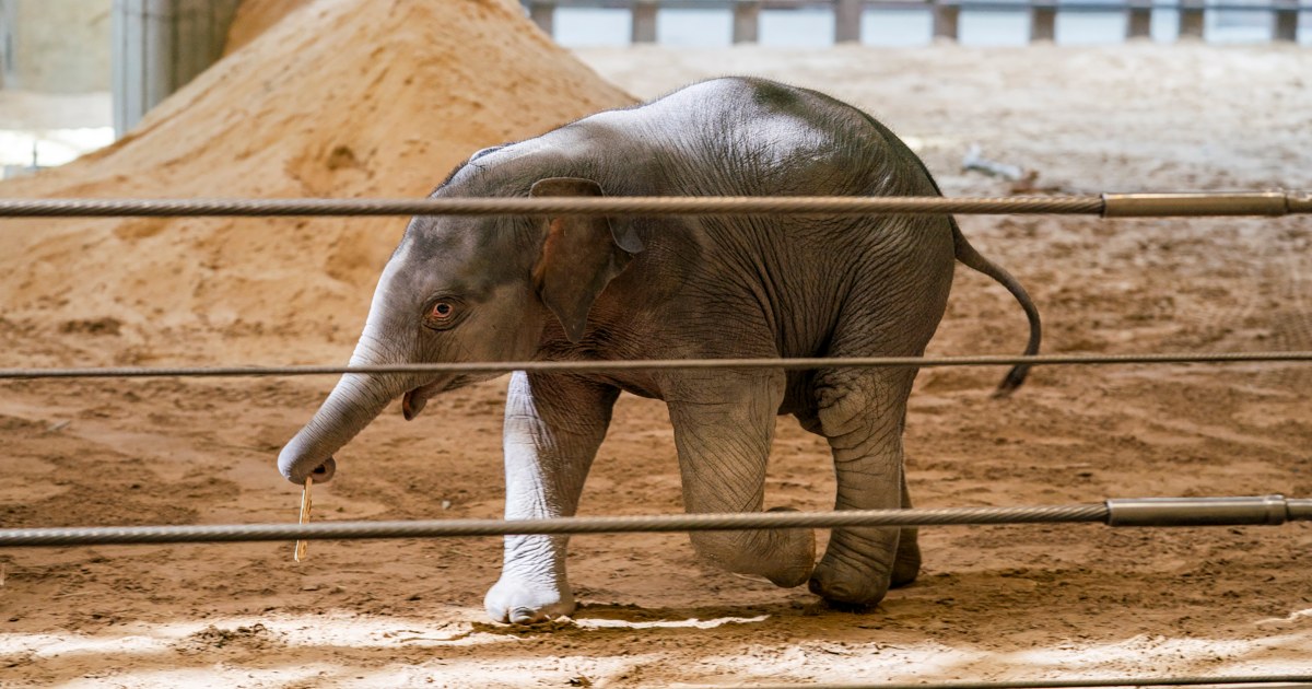 Baby elephant makes its Earth Day debut at the National Zoo