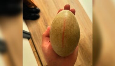 Man Incubates A Large Egg Left Behind By Its Mama — Then A Majestic Bird Emerges