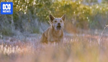 Dingo attacks on three children in WA's Karijini National Park prompt warning