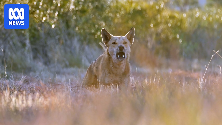 Dingo attacks on three children in WA's Karijini National Park prompt warning