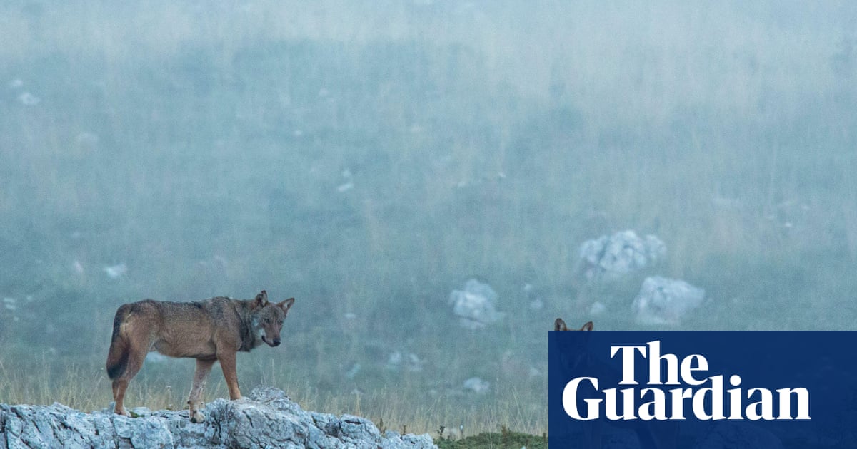 Eighteen wolves found dead in Italian national park in suspected poisoning | Italy