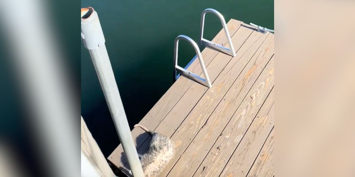 Woman Hears Dogs Barking At Dock — And Finds Wild Animal Who Shouldn't Be There